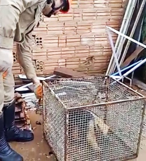 Bombeiros em Sinop capturam bicho-preguiça e tamanduá-mirim