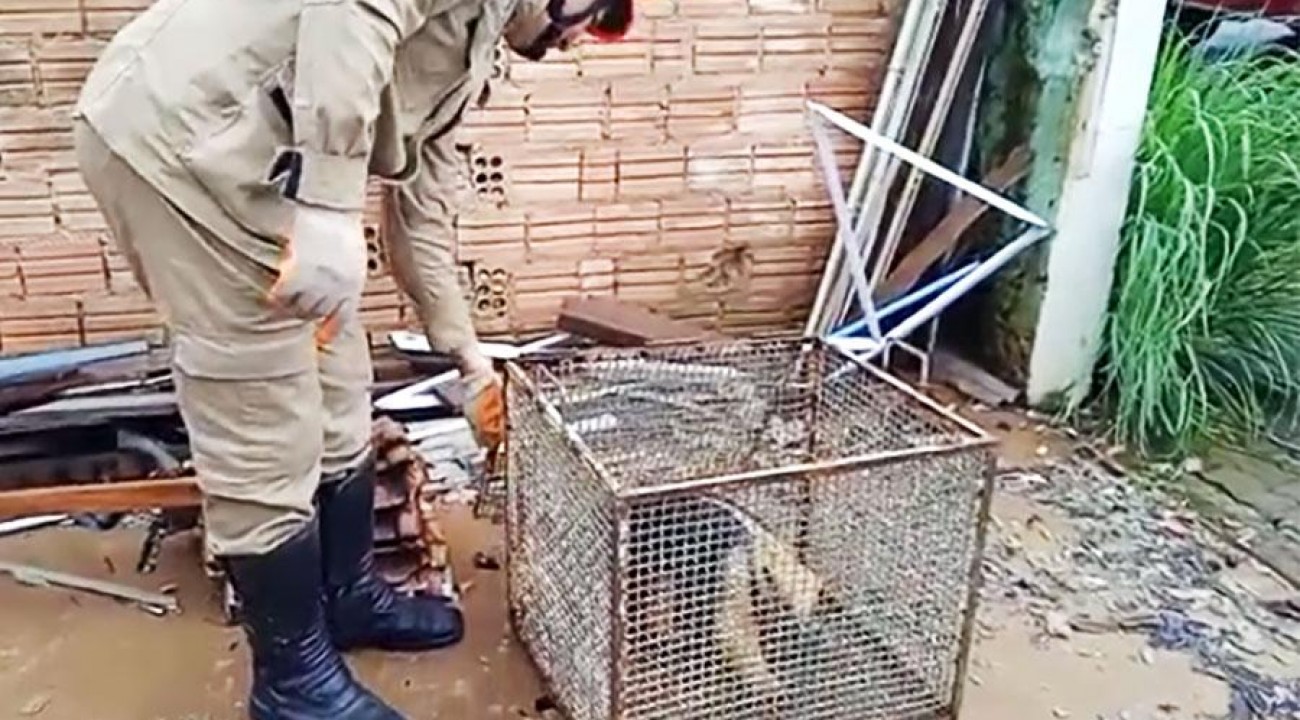 Bombeiros em Sinop capturam bicho-preguiça e tamanduá-mirim